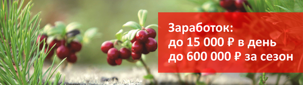Sbor_yagod_v_Karelii_2025.png Sbor_yagod_v_Karelii_2025.png