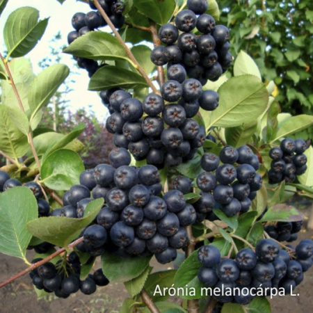 Неваренье Черноплодная рябина БЕЗ САХАРА, 270г от магазина "Ягоды Карелии"