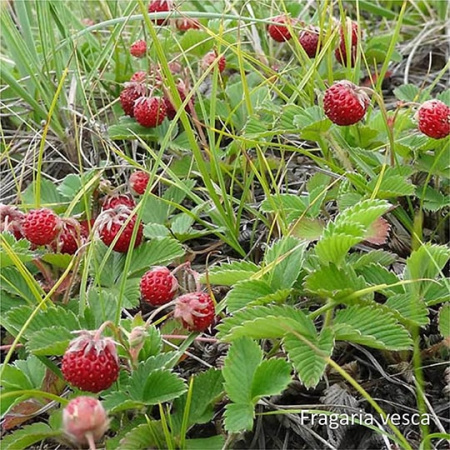 Неваренье Земляника БЕЗ САХАРА, 270г от магазина "Ягоды Карелии"