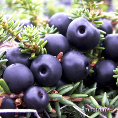 Нектар Вороника БЕЗ САХАРА, 510мл от магазина "Ягоды Карелии"