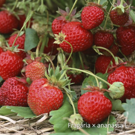 Неваренье Клубника БЕЗ САХАРА, 270г от магазина "Ягоды Карелии"