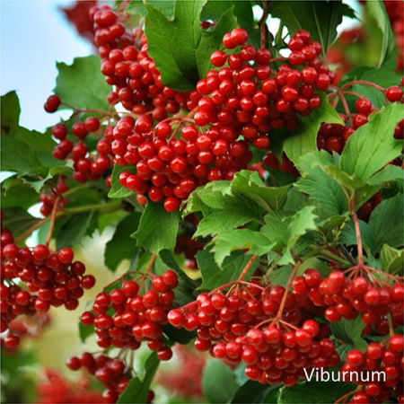 Неваренье Калина БЕЗ САХАРА, 270г от магазина "Ягоды Карелии"