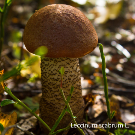 Грибы подберезовики замороженные, резанные, пакет 1кг