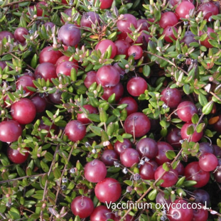 Нектар Клюква БЕЗ САХАРА, 510мл от магазина "Ягоды Карелии"