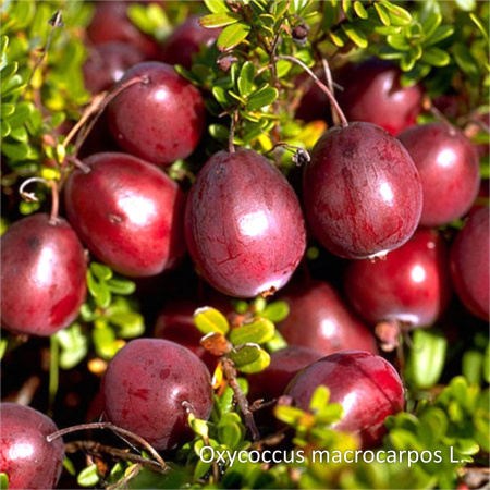 Клюква садовая замороженная, пакет 1кг