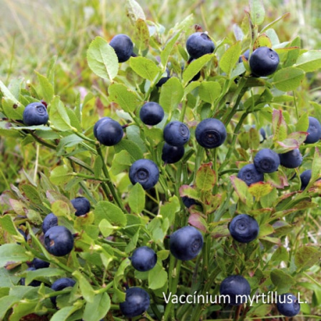 Неваренье Черника БЕЗ САХАРА, 270г от магазина "Ягоды Карелии"