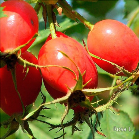 Неваренье Шиповник БЕЗ САХАРА, 270г от магазина "Ягоды Карелии"