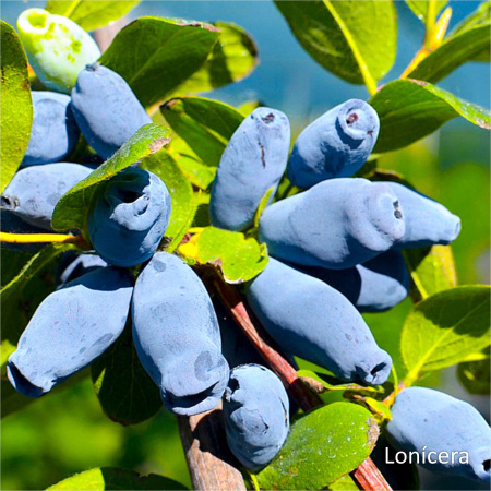 Жимолость замороженная, пакет 1кг