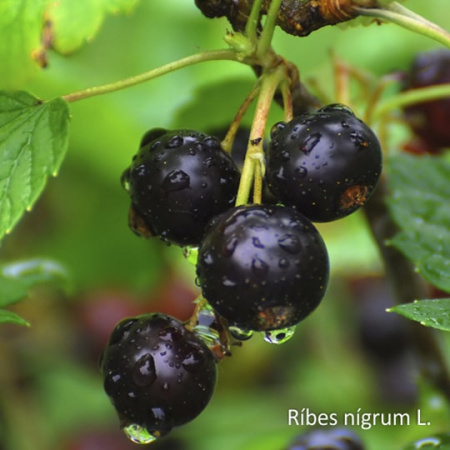 Черная смородина замороженная, лоток 250г