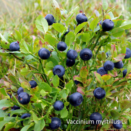 Черника замороженная, мешок 25кг