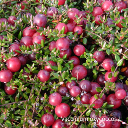 Клюква замороженная, коробка 10кг