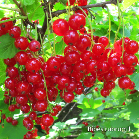 Смородина красная замороженная, пакет 1кг