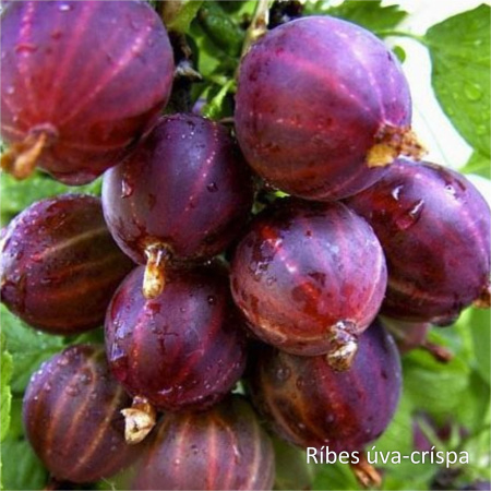 Крыжовник красный замороженный, пакет 1кг