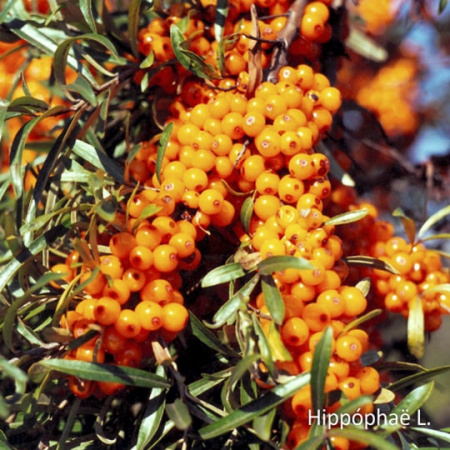 Морс Облепиха, 510мл