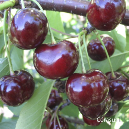 Нектар Вишня БЕЗ САХАРА, 510мл от магазина "Ягоды Карелии"