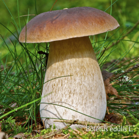 Грибы белые замороженные, целые сорт Экстра, пакет 1кг