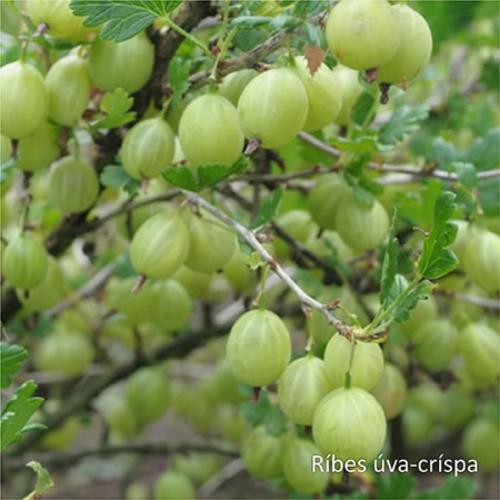 Неваренье Крыжовник БЕЗ САХАРА, 270г от магазина "Ягоды Карелии"