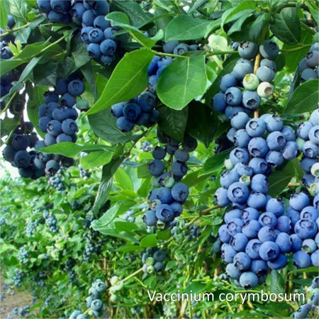 Голубика садовая замороженная, пакет 1кг