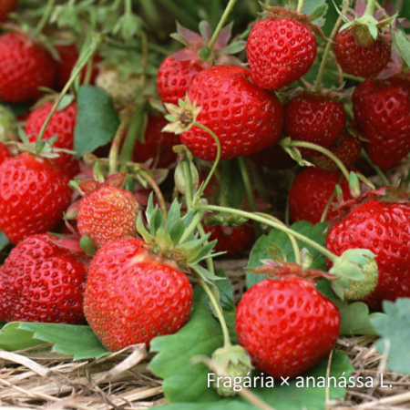 Клубника очищенная замороженная, пакет 1кг