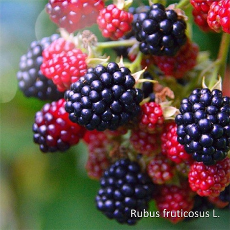 Неваренье Ежевика БЕЗ САХАРА, 270г от магазина "Ягоды Карелии"