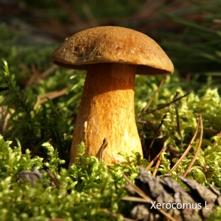 Грибы моховики замороженные, резаные, коробка 7кг